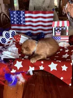 Teddy, a male Golden Retriever for sale in Terrell, TX – 3 of 5