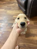 AKC Male Golden, a male Golden Retriever for sale in Terrell, TX – 3 of 7