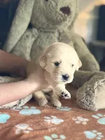 Juno, a female Golden Retriever and English Cream Golden Retriever for sale in Terrell, TX – 3 of 5