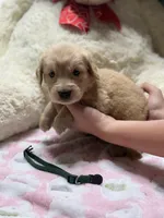 Lilly, a female Golden Retriever for sale in Terrell, TX – 2 of 6