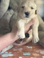 Fatboy, a male Golden Retriever and English Cream Golden Retriever for sale in Terrell, TX – 5 of 6