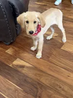 AKC Male Golden, a male Golden Retriever for sale in Terrell, TX – 4 of 7