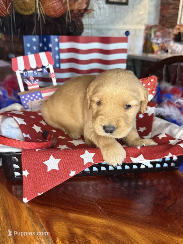 Houston – Golden Retriever puppy for sale in Terrell, TX