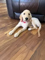 AKC Male Golden, a male Golden Retriever for sale in Terrell, TX – 2 of 7