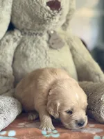 Axel, a male Golden Retriever and English Cream Golden Retriever for sale in Terrell, TX – 3 of 5
