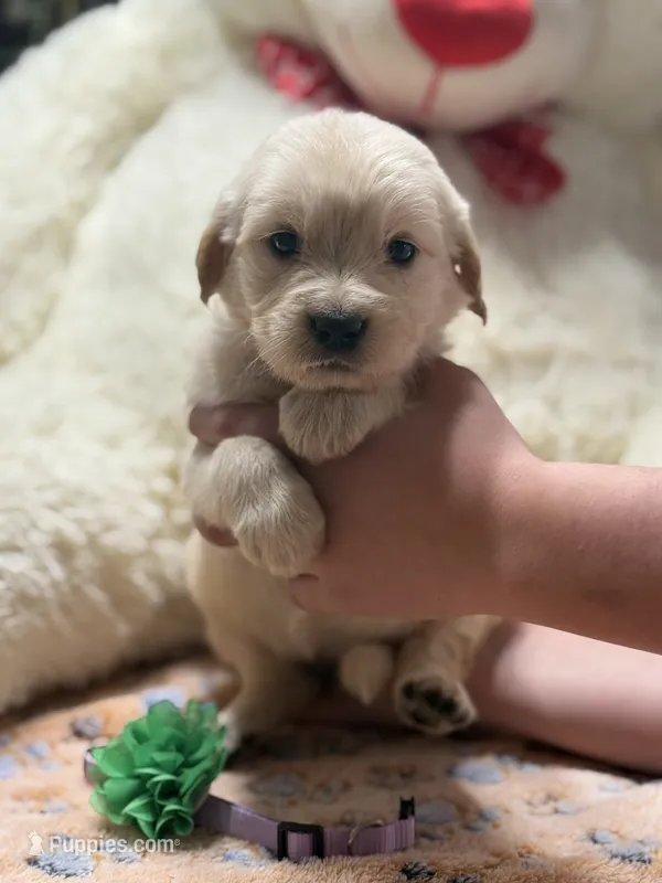 Athena – Golden Retriever, English Cream Golden Retriever puppy for sale in Terrell, TX