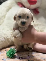 Athena, a female Golden Retriever and English Cream Golden Retriever for sale in Terrell, TX – 1 of 8
