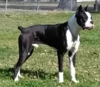 Solin, a male Boxer for sale in Terrell, TX – 2 of 2