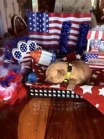 Glory, a female Golden Retriever for sale in Terrell, TX – 4 of 5