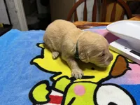 Ms.Hot pink, a female Golden Retriever and English Cream Golden Retriever for sale in Terrell, TX – 2 of 9