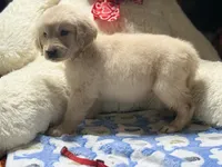 Yuki, a female Golden Retriever for sale in Terrell, TX – 2 of 8