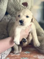 Fatboy, a male Golden Retriever and English Cream Golden Retriever for sale in Terrell, TX – 6 of 6