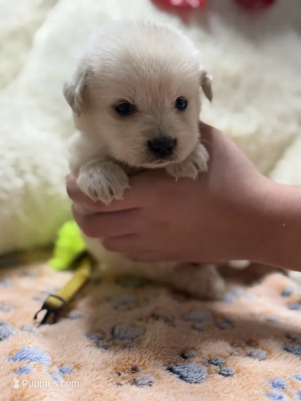 Goose – Golden Retriever, English Cream Golden Retriever puppy for sale in Terrell, TX