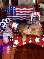 Teddy, a male Golden Retriever for sale in Terrell, TX – 4 of 5