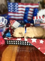 Freedom, a female Golden Retriever for sale in Terrell, TX – 4 of 5