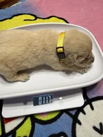 Ms. Yellow, a female Golden Retriever and English Cream Golden Retriever for sale in Terrell, TX – 4 of 9