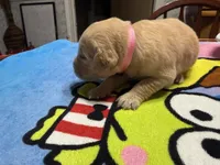Ms.Pink, a female Golden Retriever and English Cream Golden Retriever for sale in Terrell, TX – 8 of 9