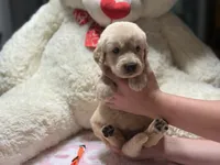 Daisy, a female Golden Retriever for sale in Terrell, TX – 2 of 6