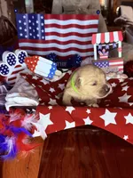 Dallas, a male Golden Retriever for sale in Terrell, TX – 3 of 5