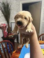 Mr.red, a male Golden Retriever and English Cream Golden Retriever for sale in Terrell, TX – 4 of 6