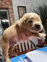 Mr.red, a male Golden Retriever and English Cream Golden Retriever for sale in Terrell, TX – 1 of 6