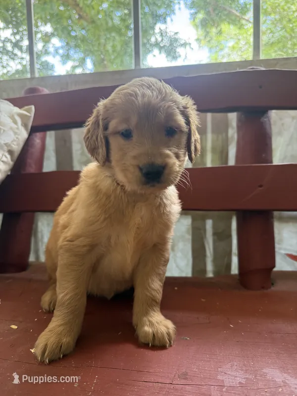 Teddy – Golden Retriever puppy for sale in Terrell, TX