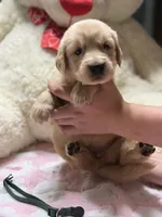 Lilly, a female Golden Retriever for sale in Terrell, TX – 3 of 6