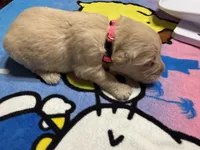 Ms.Hot pink, a female Golden Retriever and English Cream Golden Retriever for sale in Terrell, TX – 3 of 9