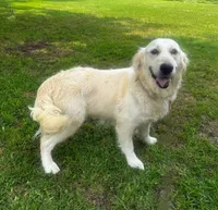Snow, a female English Cream Golden Retriever for sale in Terrell, TX – 3 of 4