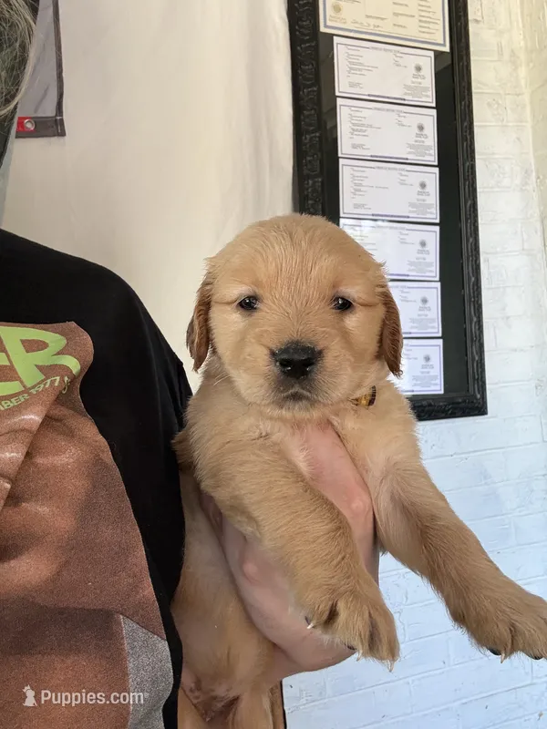 Glory – Golden Retriever puppy for sale in Terrell, TX