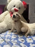 Yuki, a female Golden Retriever for sale in Terrell, TX – 5 of 8