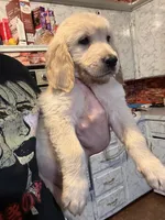 Daisy, a female Golden Retriever for sale in Terrell, TX – 2 of 7