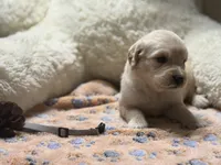 Roman, a male Golden Retriever and English Cream Golden Retriever for sale in Terrell, TX – 6 of 6
