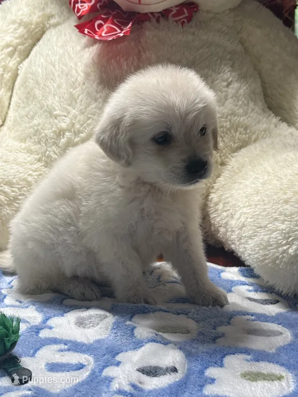 Goose – Golden Retriever, English Cream Golden Retriever puppy for sale in Terrell, TX