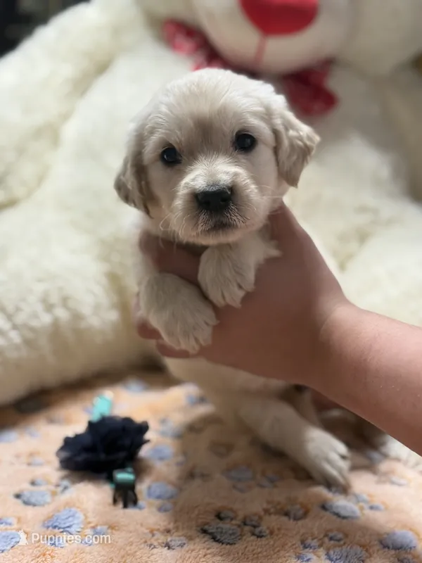 Buddy – Golden Retriever, English Cream Golden Retriever puppy for sale in Terrell, TX