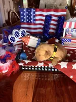 Glory, a female Golden Retriever for sale in Terrell, TX – 3 of 5