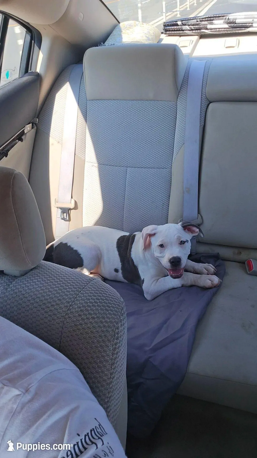 Wingz – American Bully puppy for sale in Rock Hill, SC