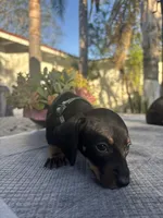 Dachshund , a male Dachshund for sale in Oxnard, CA – Photo 2 of 2
