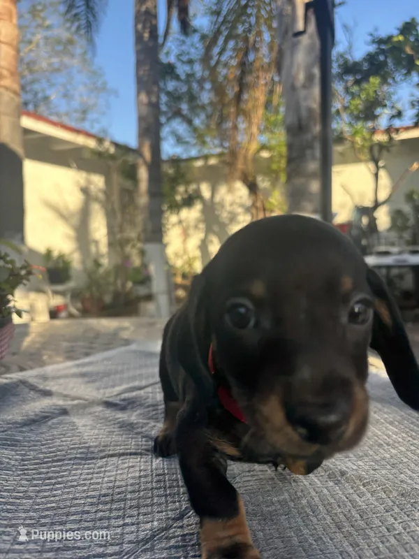 Dachshund  – Dachshund puppy for sale in Oxnard, CA