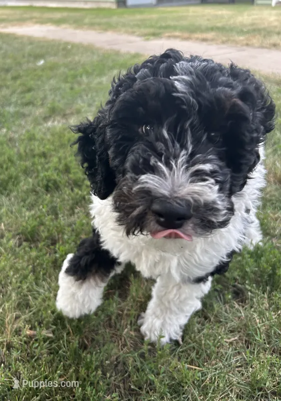 George – Poodle, Poodle - Miniature  puppy for sale in Little Falls, MN