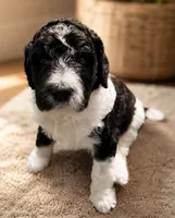 George, a male Poodle - Miniature  for sale in Little Falls, MN – 1 of 1