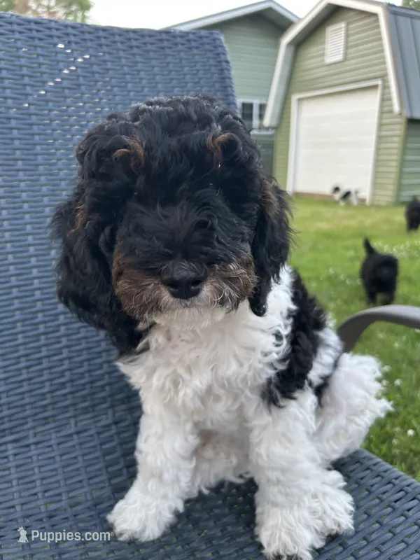Bubs – Poodle, Poodle - Miniature  puppy for sale in Little Falls, MN