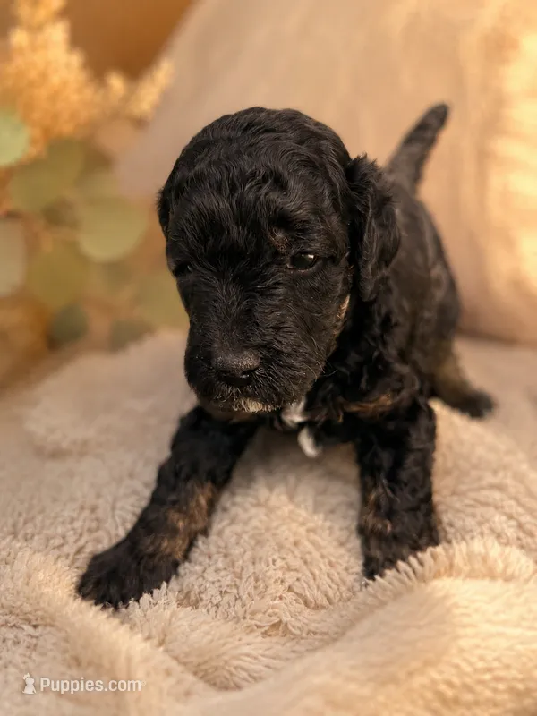 Rev – Poodle - Miniature  puppy for sale in Little Falls, MN