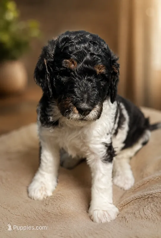 Bubs – Poodle - Miniature  puppy for sale in Little Falls, MN