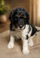 Bubs, a female Poodle - Miniature  for sale in Little Falls, MN – 1 of 1