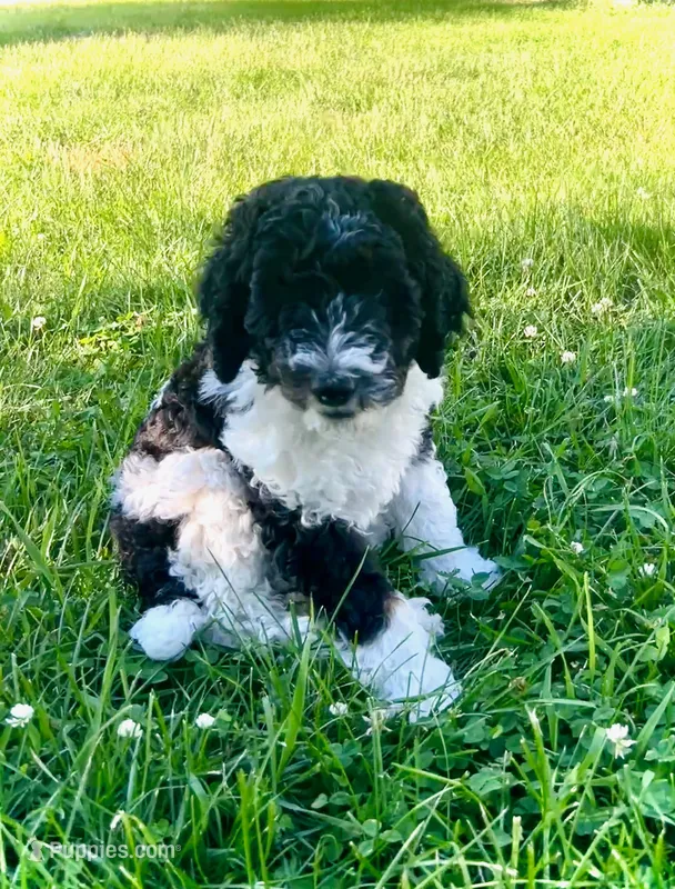 George – Poodle, Poodle - Miniature  puppy for sale in Little Falls, MN