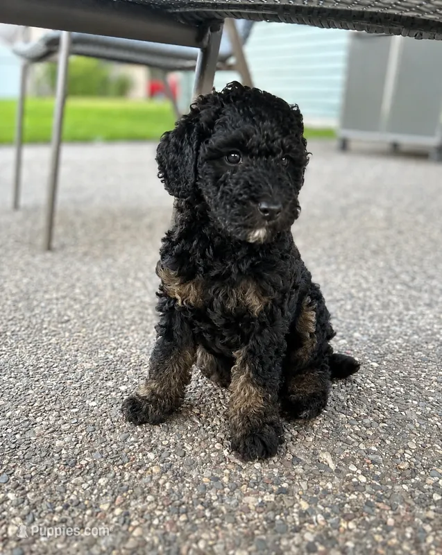 Rev – Poodle, Poodle - Miniature  puppy for sale in Little Falls, MN