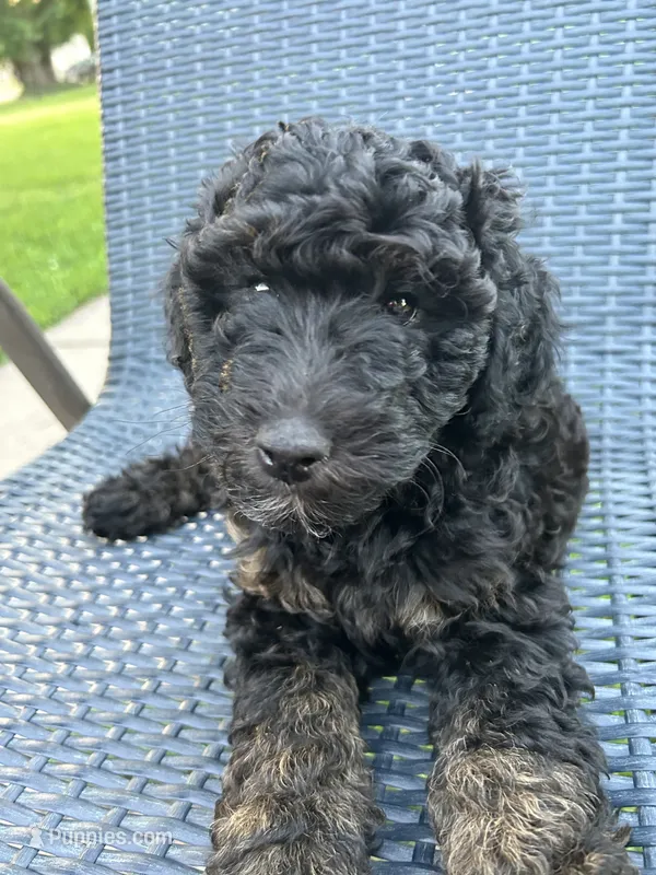 Spark – Poodle, Poodle - Miniature  puppy for sale in Little Falls, MN