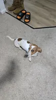 Banana, a male Dachshund for sale in Detroit, MI – 6 of 10