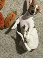 Banana, a male Dachshund for sale in Detroit, MI – 10 of 10
